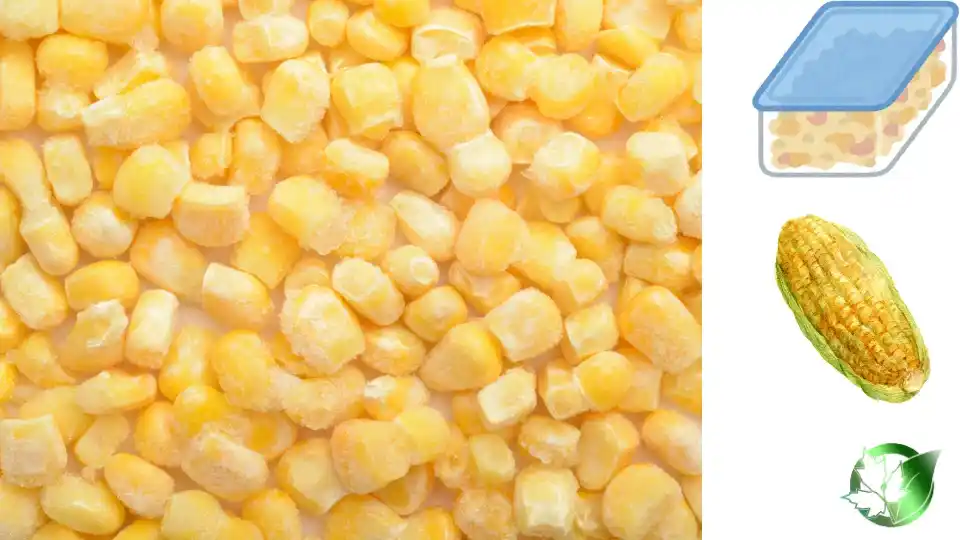 Commercial presentation of Frozen Sweet Corn for wholesale product evaluation and buyer review.